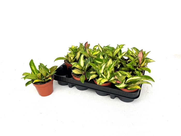 <h4>HOYA C TRICOLOR</h4>