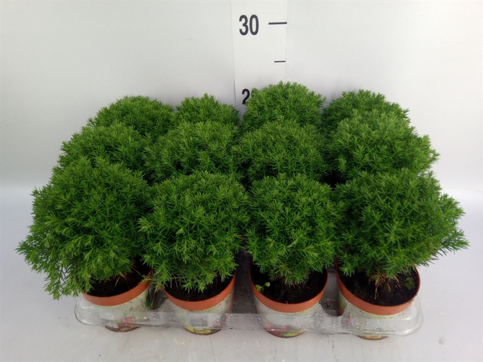 <h4>Thuja occid. 'Teddy'</h4>