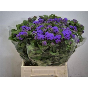 Ageratum H Blue Planet
