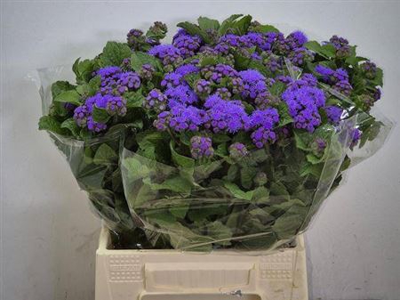 <h4>Ageratum H Blue Planet</h4>