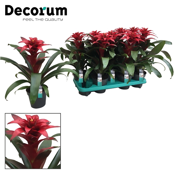 <h4>Guzmania Salinas (Decorum)</h4>