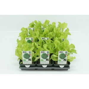 BKH groente 50210 bio Eikenbladsla Groen (set x9)