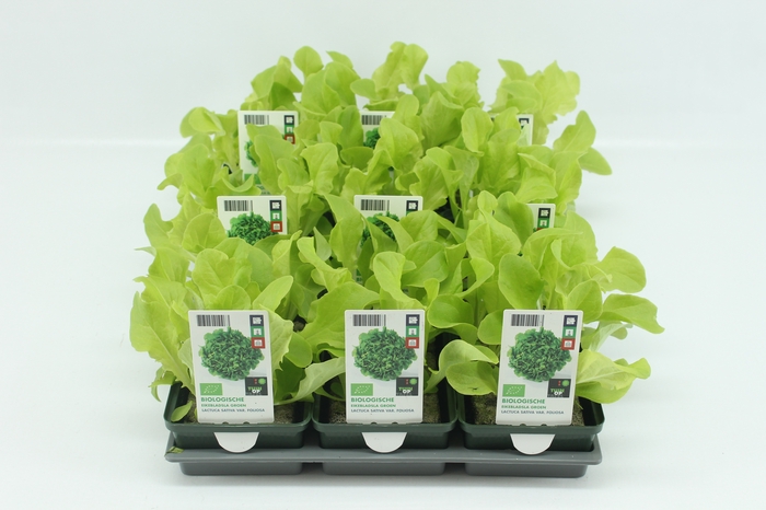 <h4>BKH groente 50210 bio Eikenbladsla Groen (set x9)</h4>