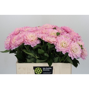 Dahlia Princess Kate