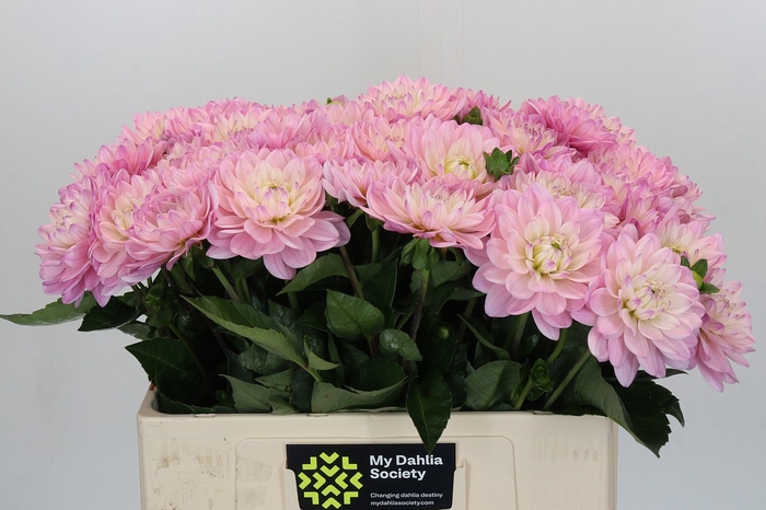 <h4>Dahlia Princess Kate</h4>