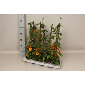 Thunbergia 50cm