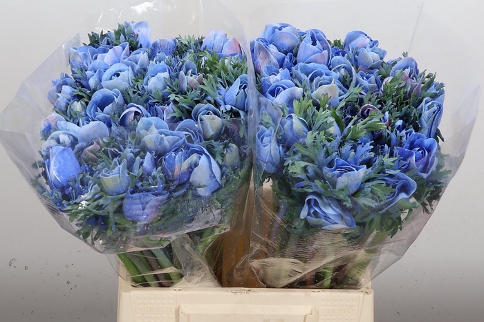 <h4>Anem Powder Blue</h4>