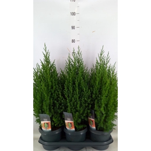 Juniperus chinensis 'Stricta'