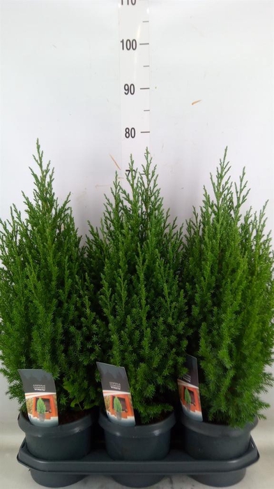 <h4>Juniperus chinensis 'Stricta'</h4>
