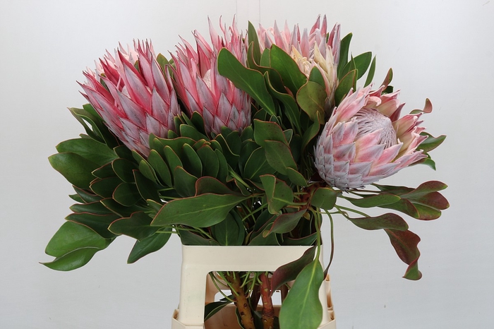 <h4>Protea Cynaroides</h4>