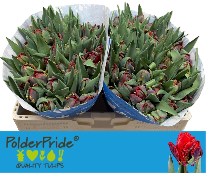 <h4>TU DU ROCOCO DOUBLE</h4>