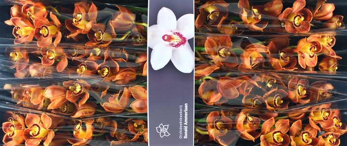 <h4>Cymbidium Florida Doos</h4>