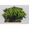 Hypericum Lucky Romance