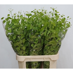LUNARIA ANN GROENE P