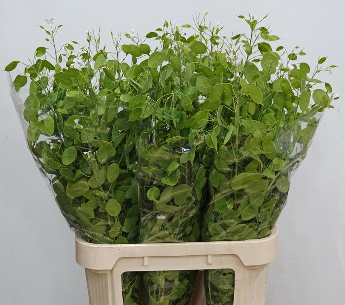<h4>LUNARIA ANN GROENE P</h4>