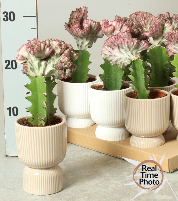 <h4>EUPHOR LAC CRISTATA</h4>