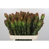 Leucadendron Laurel Yellow