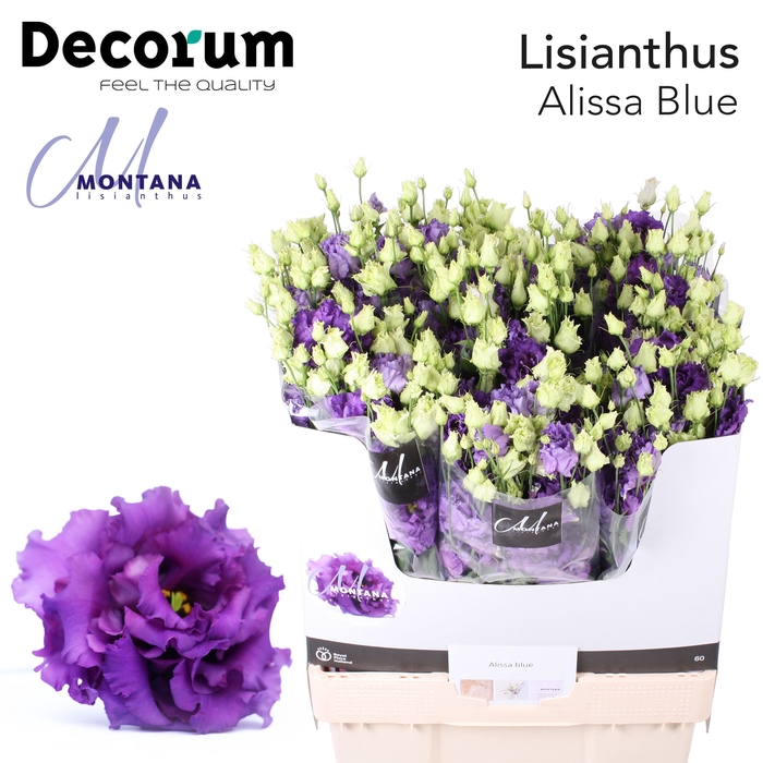 Lisianthus Alissa blue 70cm