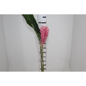 ALPINIA PURPURATA ROSA