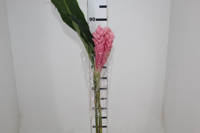 <h4>ALPINIA PURPURATA ROSA</h4>