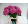 Hydrangea rodeo red