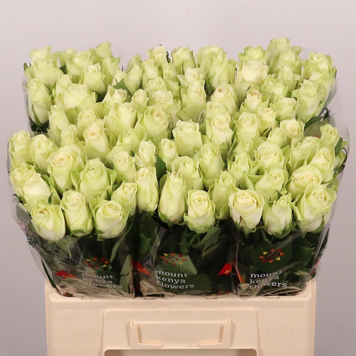 <h4>R GR ATHENA</h4>