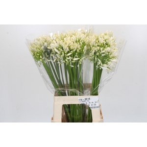 Agapanthus White Heaven