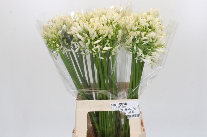 <h4>Agapanthus White Heaven</h4>