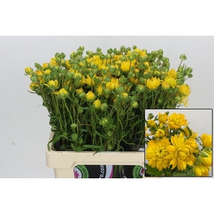 RAN N MODERN PROXIMA