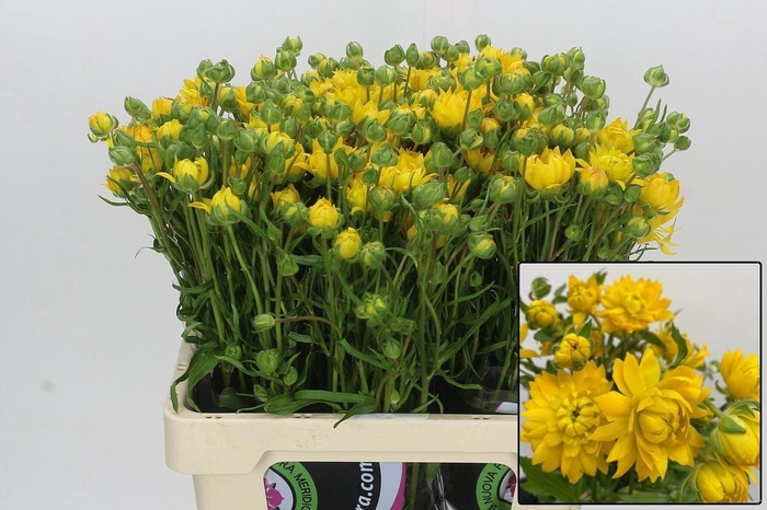 <h4>RAN N MODERN PROXIMA</h4>