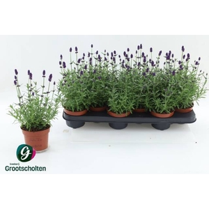LAVANDULA HIDCOTE P10