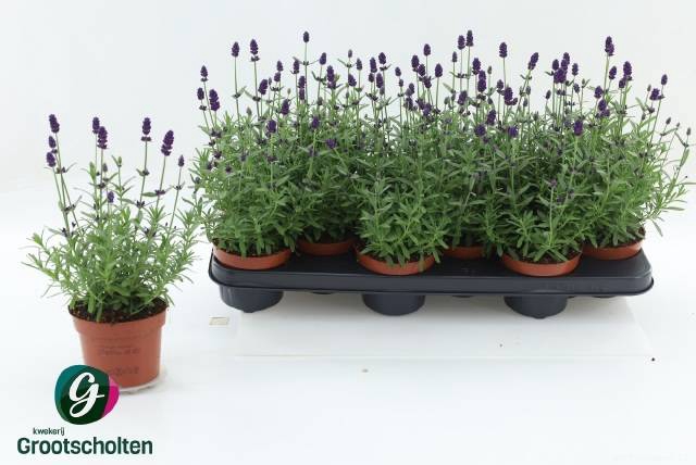 <h4>LAVANDULA HIDCOTE P10</h4>