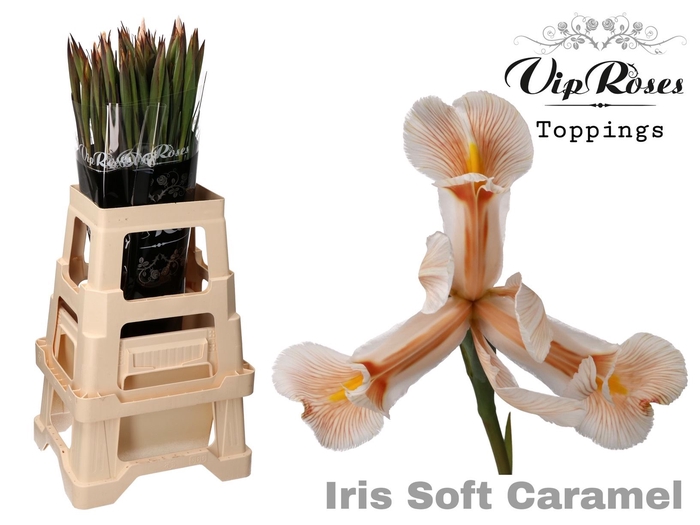 Iris Paint Soft Caramel