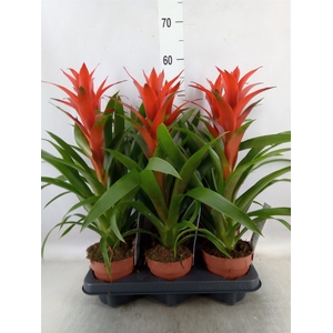 Guzmania  'Ostara'