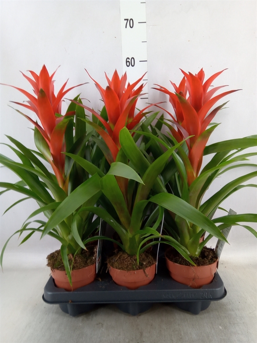 <h4>Guzmania  'Ostara'</h4>