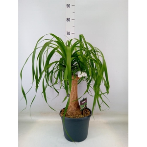 Beaucarnea recurvata