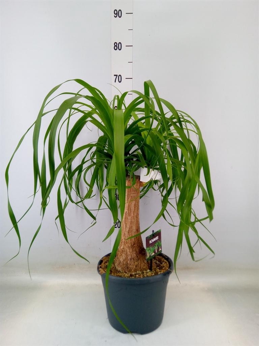 <h4>Beaucarnea recurvata</h4>