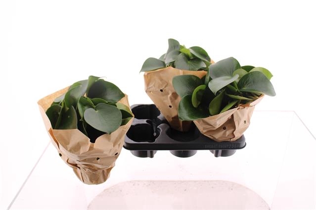 Peperomia polybotrya Raindrop 14Ø 25cm