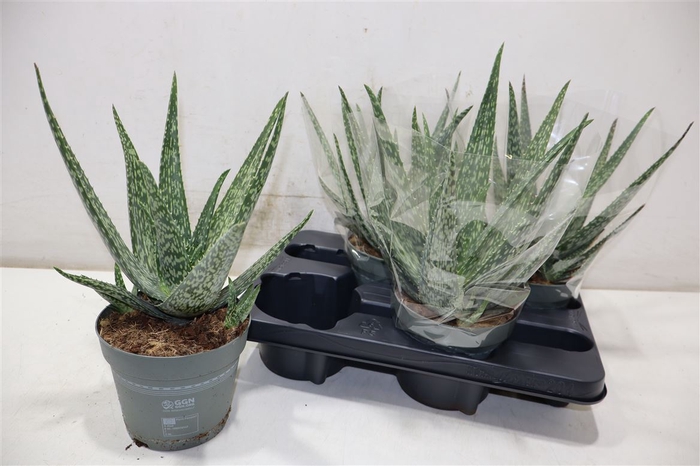 <h4>Aloe Vera</h4>