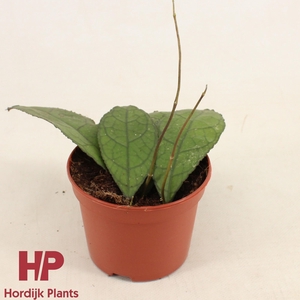 Hoya Clemensiorum 'Dark Leaf' P12