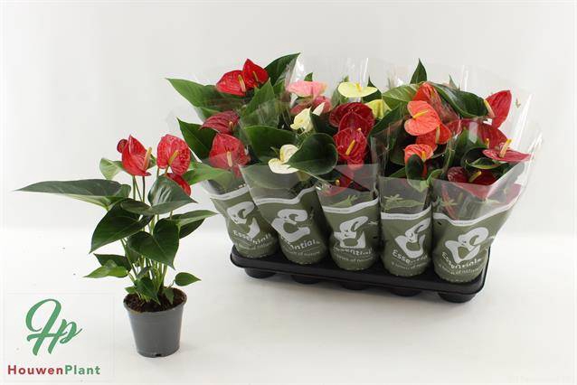 <h4>!! PROMO !! ANTHURIUM MIX P12</h4>