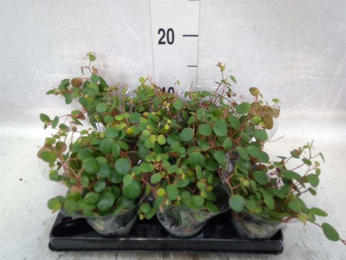 <h4>Peperomia</h4>