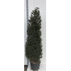 arr8 Taxus Baccata