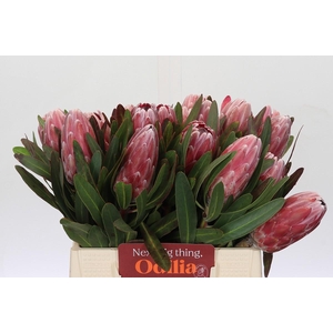 Protea Pink Ice