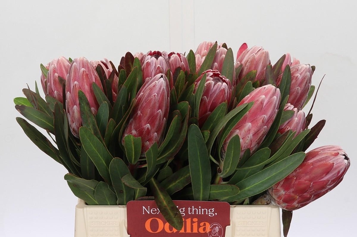 <h4>Protea Pink Ice</h4>
