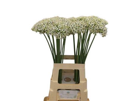 <h4>Allium Nigrum</h4>