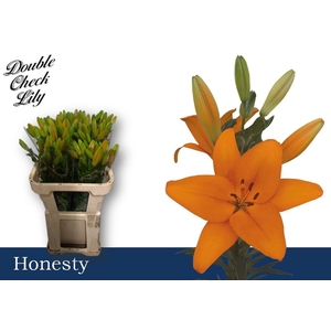LI LA HONESTY LI LA HONESTY 2+
