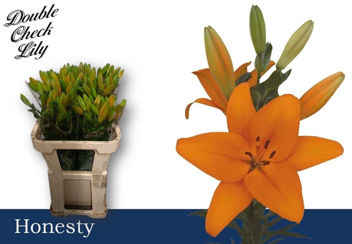 <h4>LI LA HONESTY LI LA HONESTY 2+</h4>