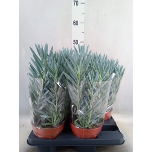 Curio ficoides 'Stelvio'