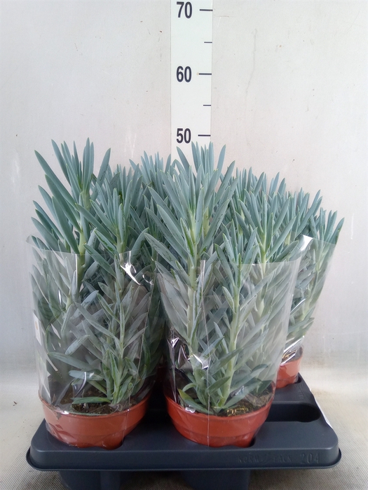 <h4>Curio ficoides 'Stelvio'</h4>